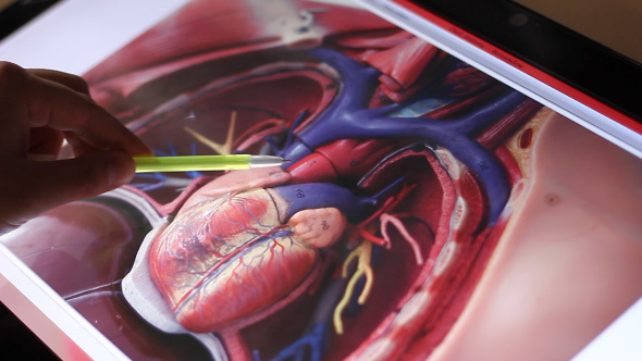 Analyzing Model Of Human Circulatory System On Touch Screen Computer