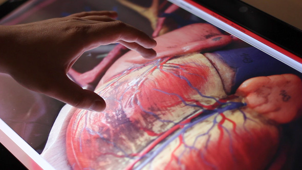 Analyzing Model Of Human Circulatory System On Touch Screen Computer