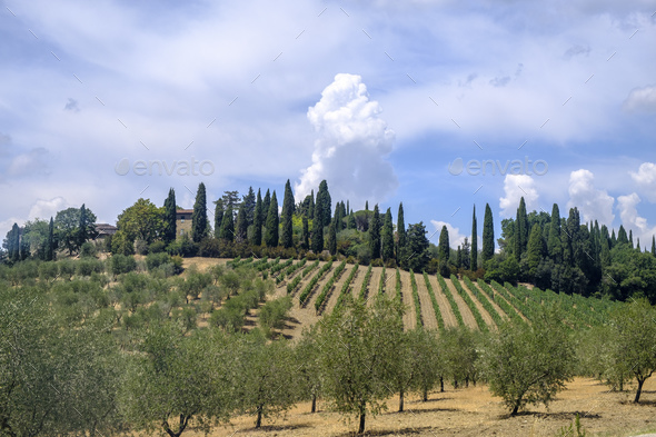 Summer landscape in the Chianti region (Tuscany) Stock Photo by clodio