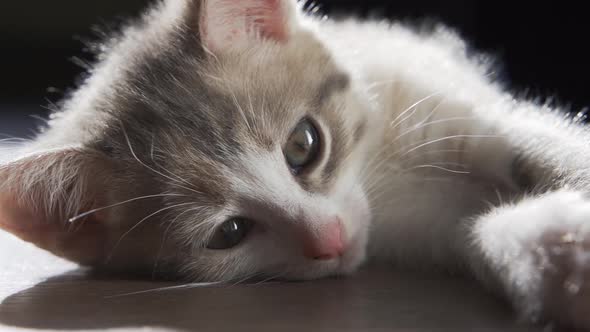 A Fluffy Kitten with Beautiful Green Eyes Lies on the Wooden Floor