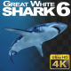 Shark 6 Shark 6 - VideoHive Item for Sale