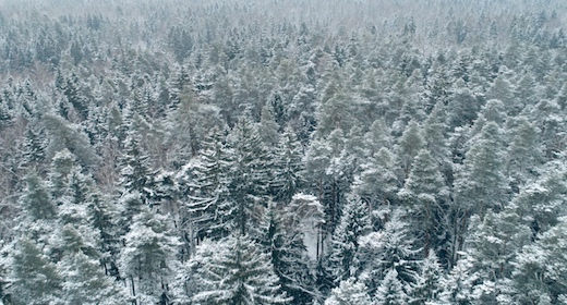 Winter Forest