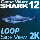 Shark 12 Side View - VideoHive Item for Sale