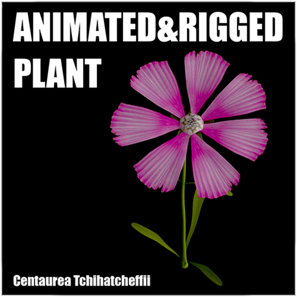 Centaurea Tchihatcheffii - 3DOcean Item for Sale
