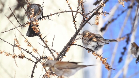 Fieldfares Invasion of the Gardens in Winter alt