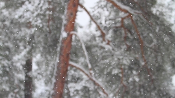 Clean Fresh Snow That Is in the Pine Forest, Stock Footage | VideoHive