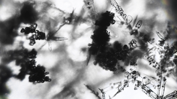 Ice Crystals Under a Microscope