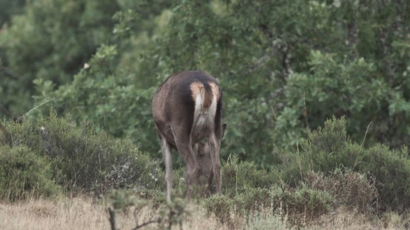 Female Deer Feeding in the Bush