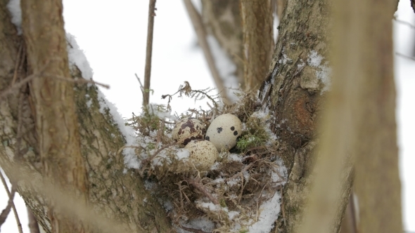 A Nest Filled with Three Bird Eggs in the Branches of a Tree Winter ...