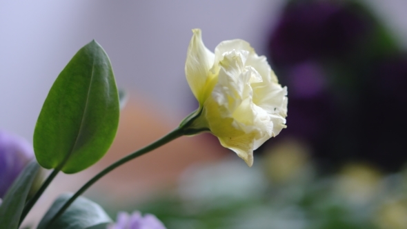 Yellow Flower Eustoma  with Bokeh