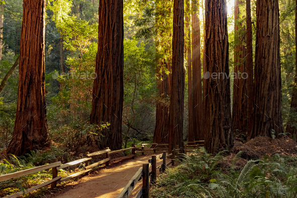 Hiking trail in redwood forest Stock Photo by mblach | PhotoDune