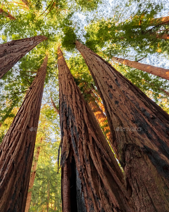 tallest redwood tree in california