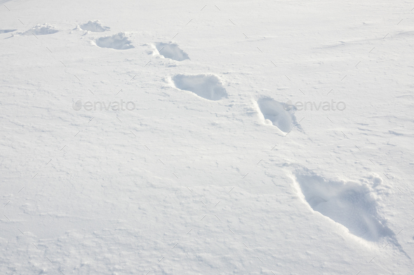 Footprints In Fresh Snow Stock Photo by mrdoomits | PhotoDune