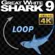 Shark 9 Swims in a Circle - VideoHive Item for Sale