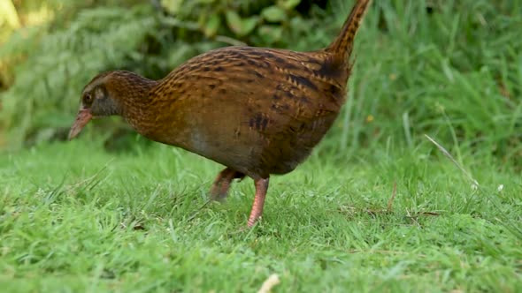 Weka walking through grass, camera zooming out. The Weka is a flightless bird native to New Zealand alt