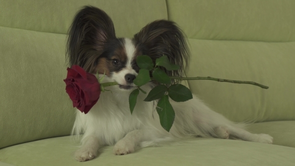Dog Papillon Keeps Red Rose in His Mouth in Love on Valentines Day Stock Footage Video alt