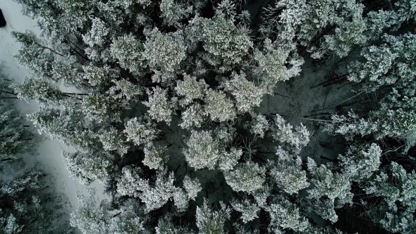 Aerial View of Winter Snowy Forest