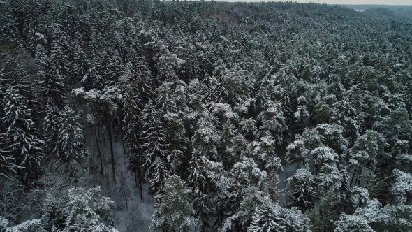 Aerial View of Winter Snowy Forest