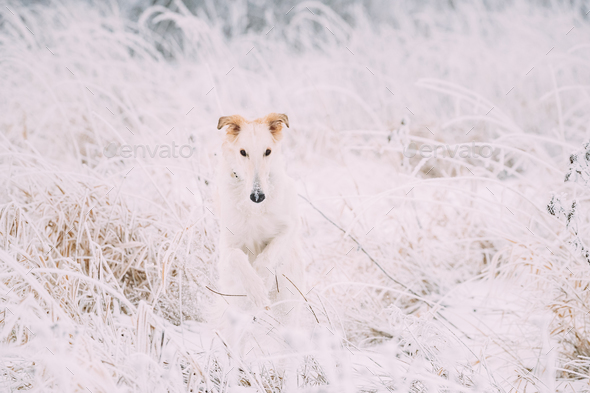 Russian Wolfhound Hunting Sighthound Russkaya Psovaya Borzaya Do Stock Photo by Grigory_bruev