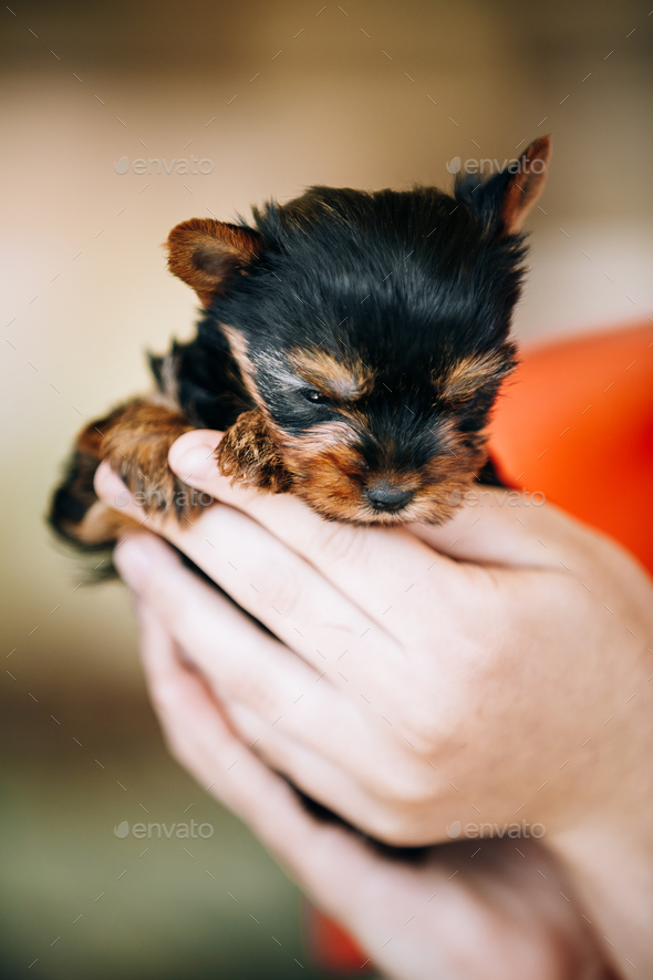 cute yorkshire terrier puppies