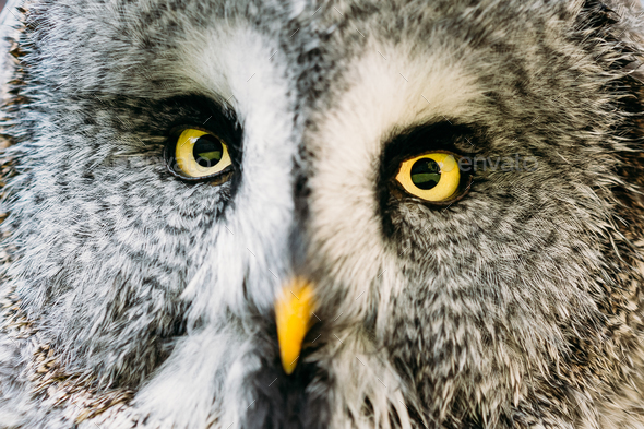 Close Up Face And Eyes Of Great Grey Owl Or Great Gray Owl. Stri - Stock Photo - Images