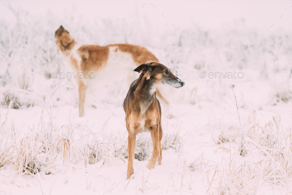 Two Russian Gazehound Hunting Sighthound Borzaya Dogs During Har Stock Photo by Grigory_bruev