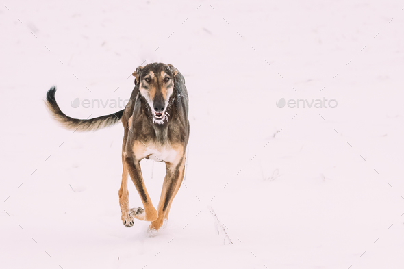 Hunting Sighthound Hortaya Borzaya Dog During Hare-hunting At Wi Stock Photo by Grigory_bruev