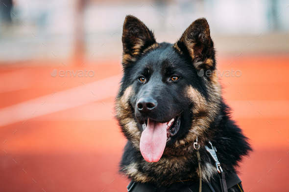 Close Up Young Alsatian Wolf Dog German Shepherd Dog. Stock Photo by Grigory_bruev