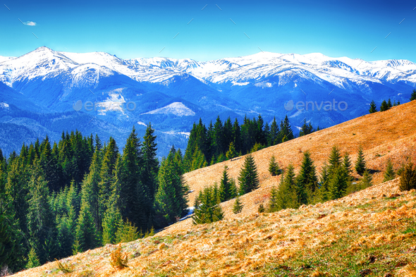 dyllic Spring alpine morning landscape with fresh green meadows - Stock Photo - Images