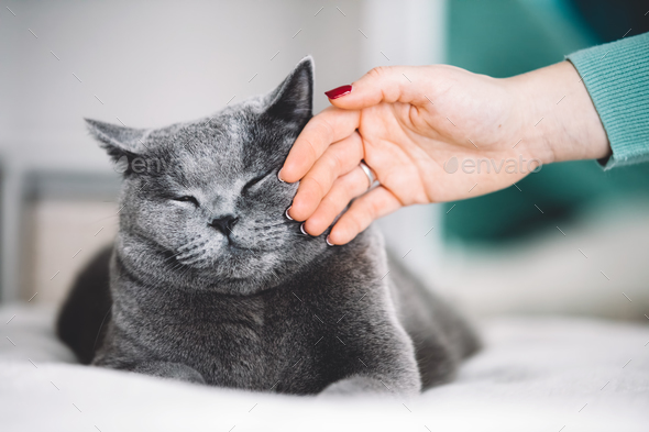 British Shorthair Cat Stroked By A Woman Stock Photo By Photocreo