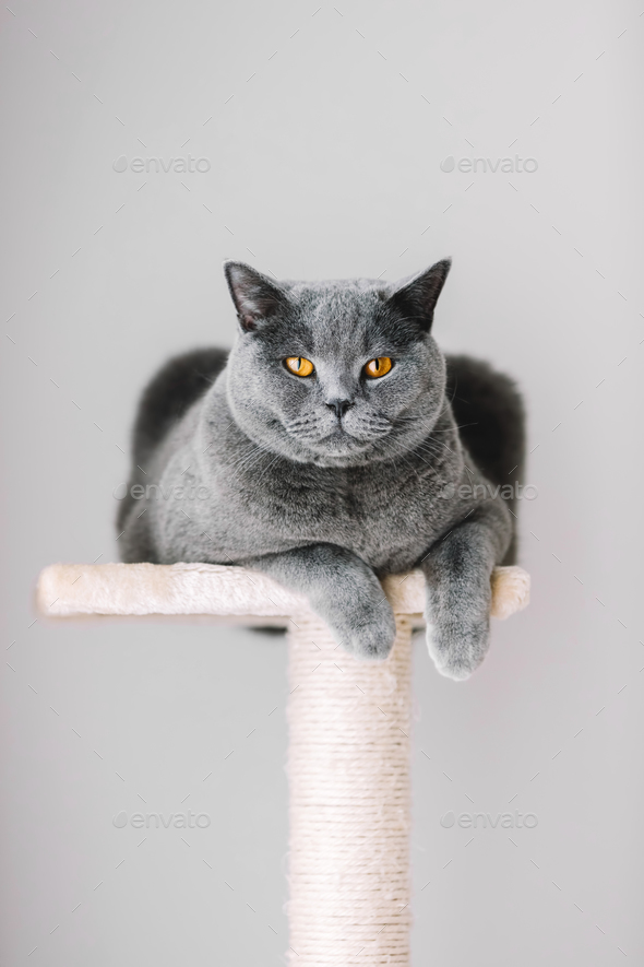 grey cat scratcher
