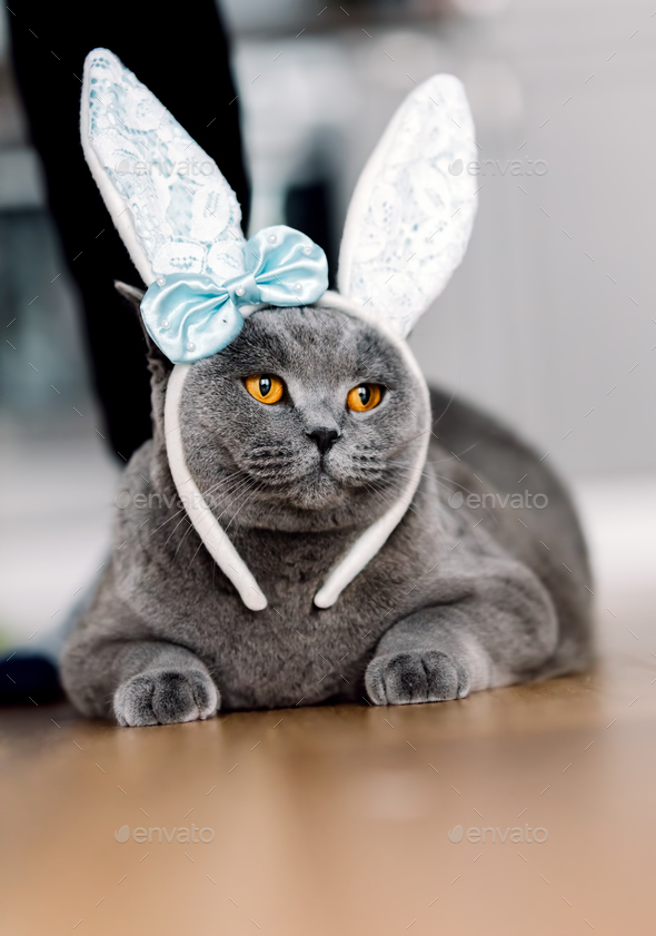 Grey cat with cute bunny-like headband Stock Photo by photocreo | PhotoDune