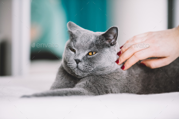 Woman petting a fluffy grey cat on the back. Stock Photo by photocreo