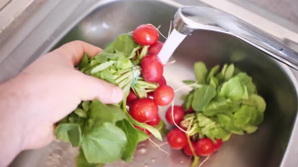 Close Up of Hands Washing Freshly Harvested Organic Radishes with Clean Water in the Kitchen alt