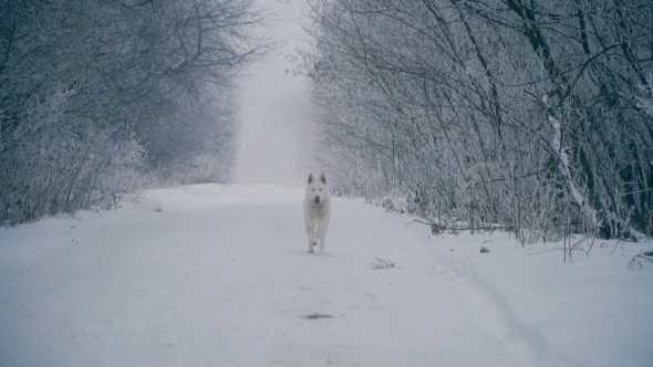 Yellow-haired Husky Breed Dog alt