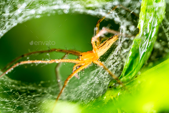 Spider and spider web on green leaf in forest - Stock Photo - Images