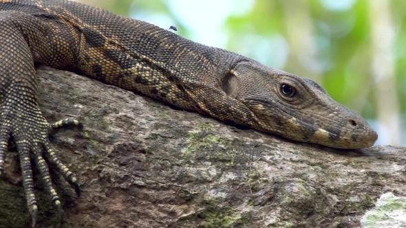 Water Monitor Lizard on Tree Branch, Stock Footage | VideoHive