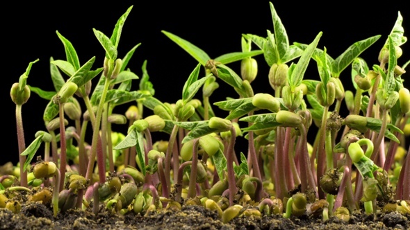 Mung Beans Germination on Black Background alt