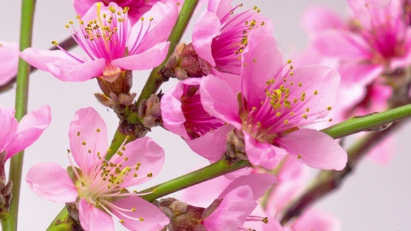 Pink Cherry Tree Flowers Blossoms. alt