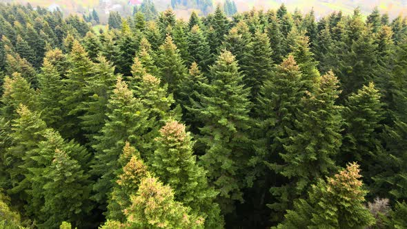 Aerial view of dense green pine forest with canopies of spruce trees in autumn mountains. alt