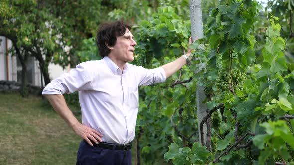Portrait of a retired professor teacher in a garden checking grapes on a vine alt