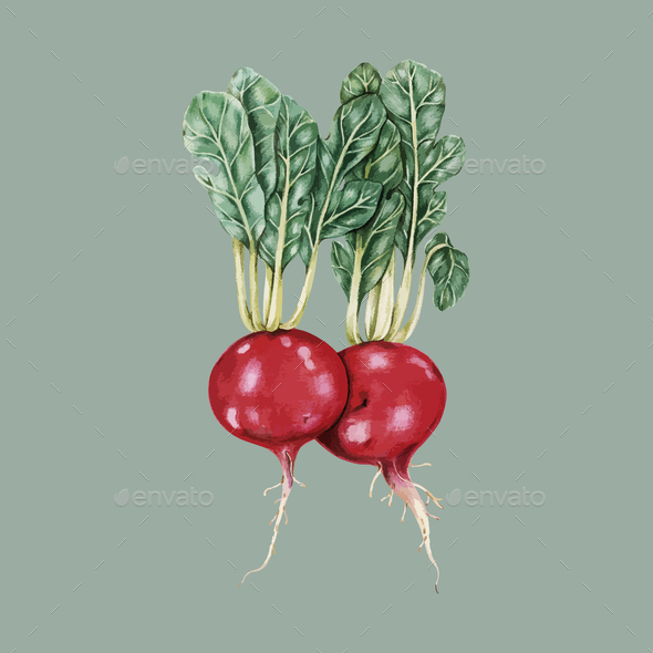 illustration of Hand drawn vegetable collection - Stock Photo - Images
