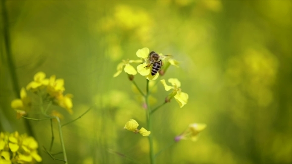 Bee Collects Nectar From Mustard Rapeseed Flower alt