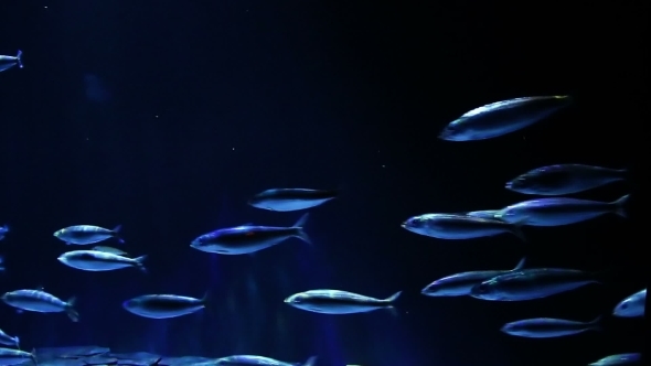 A Flock of Marine Fish Swims Quickly in One Direction
