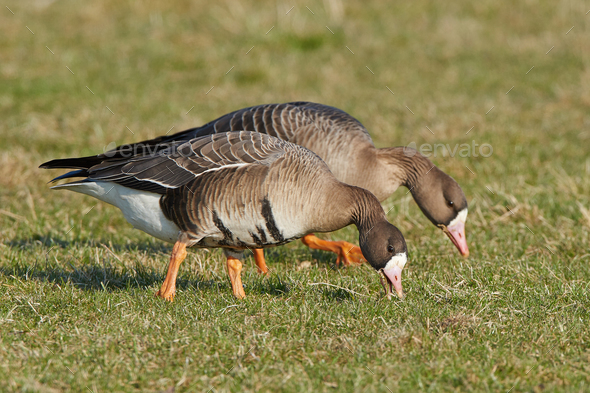 Greater white-fronted goose (Anser albifrons) - Stock Photo - Images