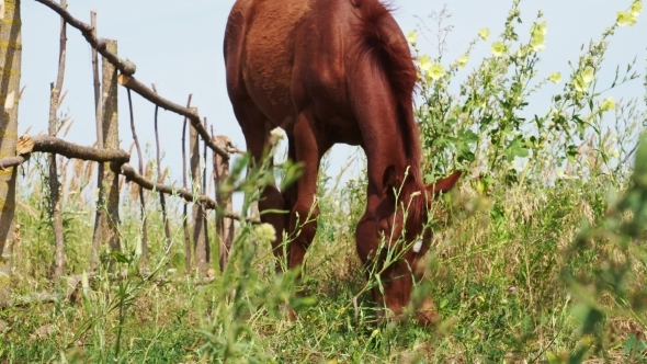Horse Grazing at Nature
