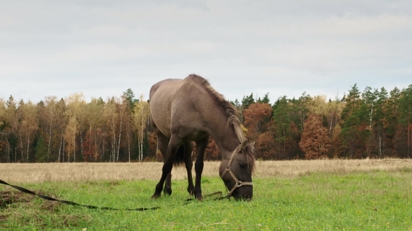 Horse Grazing at Nature