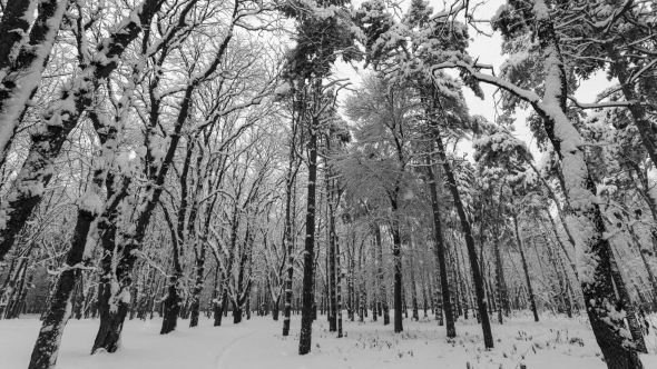 Heavy Snow Falling in a Forest in Winter Time