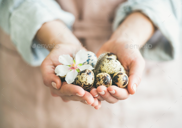 Quail eggs and almond blossom flower in hands of woman - Stock Photo - Images