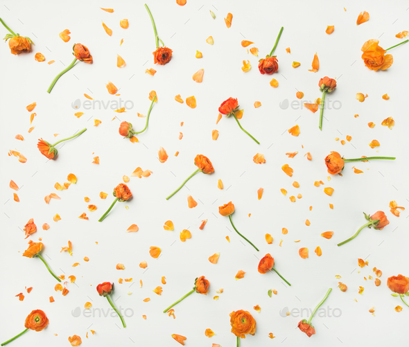 Flat-lay of orange buttercup flowers over white background - Stock Photo - Images
